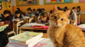 Μια τάξη δημοτικού υιοθέτησε ένα… γάτο και πλέον κάνει μάθημα μαζί τους! (photos+video)