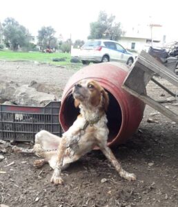 Με πρώτη ανάγνωση.. η διαμόρφωση του σχεδίου νόμου για τα ζώα συντροφιάς,